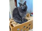 Adopt Sheba a Gray or Blue Domestic Mediumhair (long coat) cat in Temecula