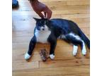 Adopt Charlie a Black & White or Tuxedo Domestic Shorthair (short coat) cat in