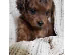 Cavapoo Puppy for sale in Greenville, SC, USA