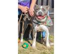 Adopt Miele a Gray/Blue/Silver/Salt & Pepper Mixed Breed (Large) / Mixed dog in