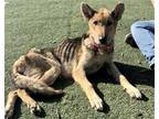Adopt Libby a Black - with Tan, Yellow or Fawn German Shepherd Dog / Mixed dog