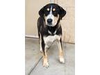 Adopt Hannah Pawtana a Black Beagle / Labrador Retriever dog in Alvin