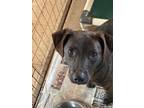 Adopt TIMMY a Hound (Unknown Type) / Mixed dog in Marianna, FL (40093782)