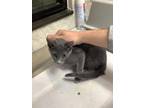Adopt cat 4 a Gray or Blue Domestic Shorthair / Domestic Shorthair / Mixed cat