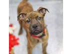 Adopt Burke a Brown/Chocolate Shepherd (Unknown Type) / Mixed dog in Atlanta