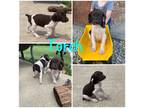 German Shorthaired Pointer Puppy for sale in Dayton, OH, USA