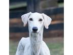 Adopt Sherlok a White Saluki / Mixed dog in King City, ON (40092437)