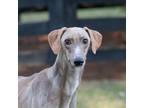 Adopt Rudy a Brown/Chocolate - with White Saluki / Mixed dog in King City