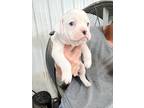 Adopt Nilla Bean a White Boxer / Mixed dog in Woodward, OK (40092055)