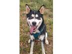 Adopt Spike a Black - with White Siberian Husky / Mixed dog in Boise