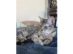Adopt Bella a Gray, Blue or Silver Tabby Tabby / Mixed (short coat) cat in