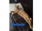 Adopt Buckeye a Orange or Red (Mostly) Domestic Shorthair (short coat) cat in