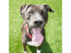 Adopt Andros a Black Labrador Retriever / American Pit Bull Terrier / Mixed dog