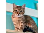 Adopt Katra a Orange or Red Domestic Shorthair / Mixed Breed (Medium) / Mixed