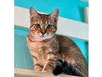 Adopt Katra a Orange or Red Domestic Shorthair / Domestic Shorthair / Mixed cat
