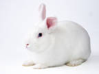 Adopt Axel a White Satin / Satin / Mixed (short coat) rabbit in Kingston