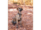 Adopt Xena a Brown/Chocolate Great Dane / Mixed dog in Dahlonega, GA (39482603)