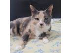 Adopt Lucille a Calico / Mixed (short coat) cat in Clayton, CA (39222832)
