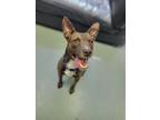 Adopt Franklin a Brown/Chocolate Mixed Breed (Medium) / Mixed dog in Dallas