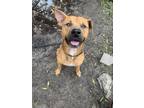 Adopt Brendan a Red/Golden/Orange/Chestnut American Pit Bull Terrier / Mixed dog