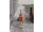 Adopt Charger a Tan/Yellow/Fawn Shepherd (Unknown Type) / Mixed Breed (Medium) /