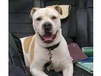 Adopt Cocoa a White Mixed Breed (Large) / Mixed dog in Potsdam, NY (40017425)