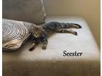 Adopt Seester a Domestic Shorthair / Mixed (short coat) cat in Hoover