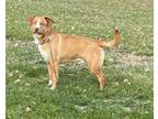 Adopt King a Labrador Retriever / Mixed Breed (Medium) / Mixed dog in