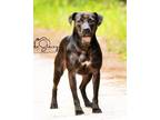 Adopt Lydia a Mixed Breed (Medium) / Labrador Retriever / Mixed dog in St