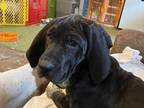 Adopt Luna a Great Dane / Labrador Retriever / Mixed dog in Salt Lake City