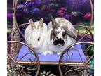Adopt Peyton a White English Spot / Mixed rabbit in Lakeville, MN (37890220)