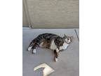 Adopt Bella a Tiger Striped American Shorthair / Mixed (short coat) cat in