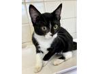 Adopt Shine a All Black Domestic Shorthair / Domestic Shorthair / Mixed cat in