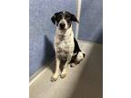 Adopt Daan a Cattle Dog / Labrador Retriever / Mixed dog in Fort Lupton