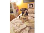 Adopt Ozzy a Brown/Chocolate - with Black Mountain Cur / Mixed dog in Cleveland