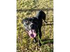 Adopt 82146 Tia a Black American Pit Bull Terrier / Mixed dog in Spanish Fork