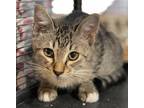 Adopt Caden a Brown or Chocolate Domestic Shorthair / Domestic Shorthair / Mixed