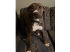 Adopt Penny a Brindle Catahoula Leopard Dog / Mixed dog in Hillsboro