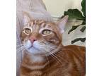 Adopt Cheeto a Domestic Shorthair cat in Fairfax Station, VA (39789126)