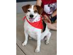 Adopt Jade A a Beagle / Terrier (Unknown Type, Medium) dog in Fairfax Station