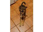Adopt Prince a Brown/Chocolate Mountain Cur / Mixed dog in Cleveland Ohio