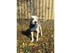 Adopt Roxanne a White Mixed Breed (Large) / Mixed dog in Georgetown