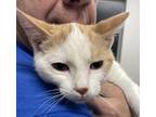 Adopt Carmel a White Domestic Shorthair / Domestic Shorthair / Mixed cat in