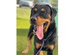 Adopt ROCKY a Black Rottweiler / Mixed dog in Port St Lucie, FL (40075921)