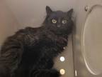 Adopt Aratak *Barn Cat* a All Black Domestic Longhair / Domestic Shorthair /