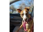 Adopt Muffin a Brown/Chocolate - with White Boxer / Mixed dog in Plainfield