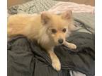Adopt Fritz a Tan/Yellow/Fawn Pomeranian / Mixed dog in Castro Valley