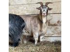 Adopt Kronk a Goat farm-type animal in Kerhonkson, NY (40074219)