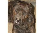 Adopt Titan a Brindle Mastiff / Mixed dog in Savannah, MO (28810571)