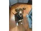Adopt Rex a Brown/Chocolate - with White Labrador Retriever / Pit Bull Terrier /